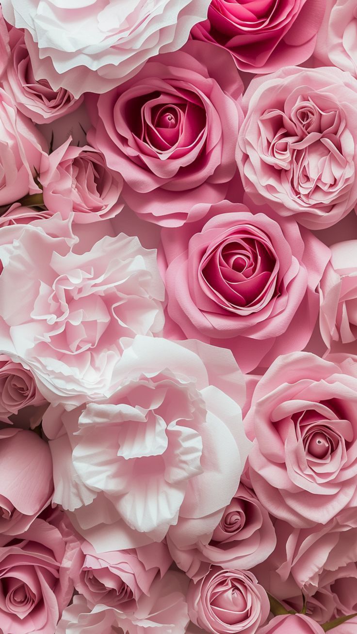 Rose rosa